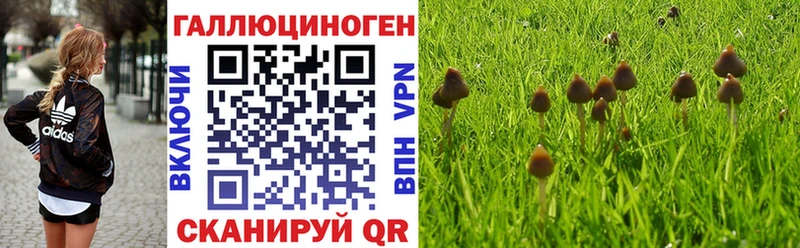 купить   Сысерть  Псилоцибиновые грибы MAGIC MUSHROOMS 